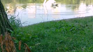 Maine Coon cat watching a swan