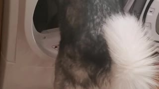 Husky Hops Into Dryer