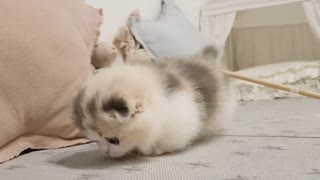Cute Short Leg Cat
