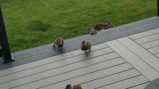 Mama duck and her babies coming up to our back door and eating