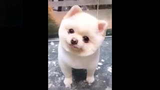 Amazing pet video