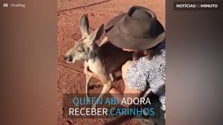 Conheça Queen Abi, o canguru que adora receber carinhos