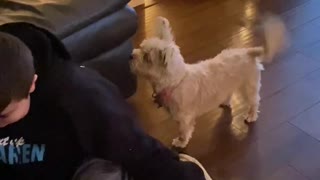 Dog gets excited and cries to go outside