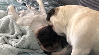 Pugs Enjoy Precious Moments Together