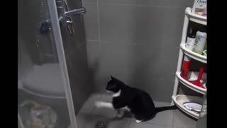 Confused cat struggles to drink water from shower faucet
