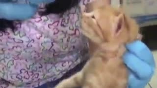 A cat rescues her baby