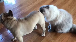 Cat and Dog are Very Very Close