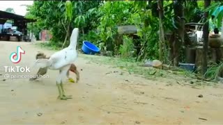 funny monkey fight with