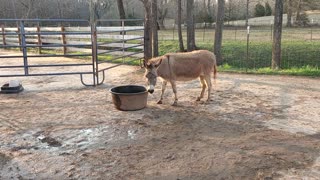 Babydoll Mini Donkey Having Fun With Water Tank