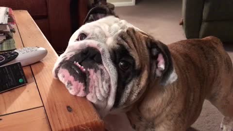 Owner sings holiday goodnight to English Bulldog