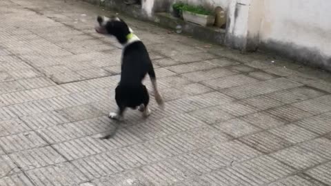 Black white dog jumping bubbles