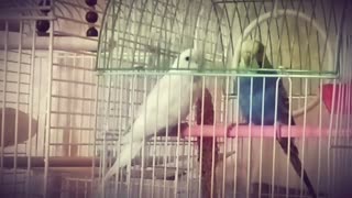 First meetimg of cute parrots ❤