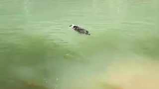 Puppy swimming