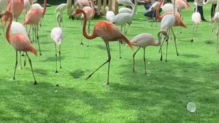 Beautiful flamingos live in peace with humans