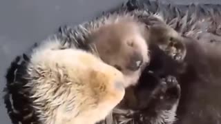 cute mother and a baby animals