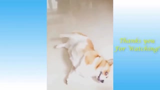 funny dog does acting of getting shot . Cute Pet