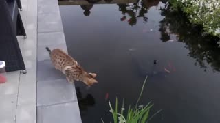 Epic cats Hate Falling in water 💦😂