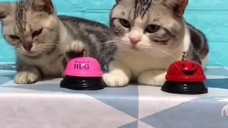 Funny Cat Video of 2021