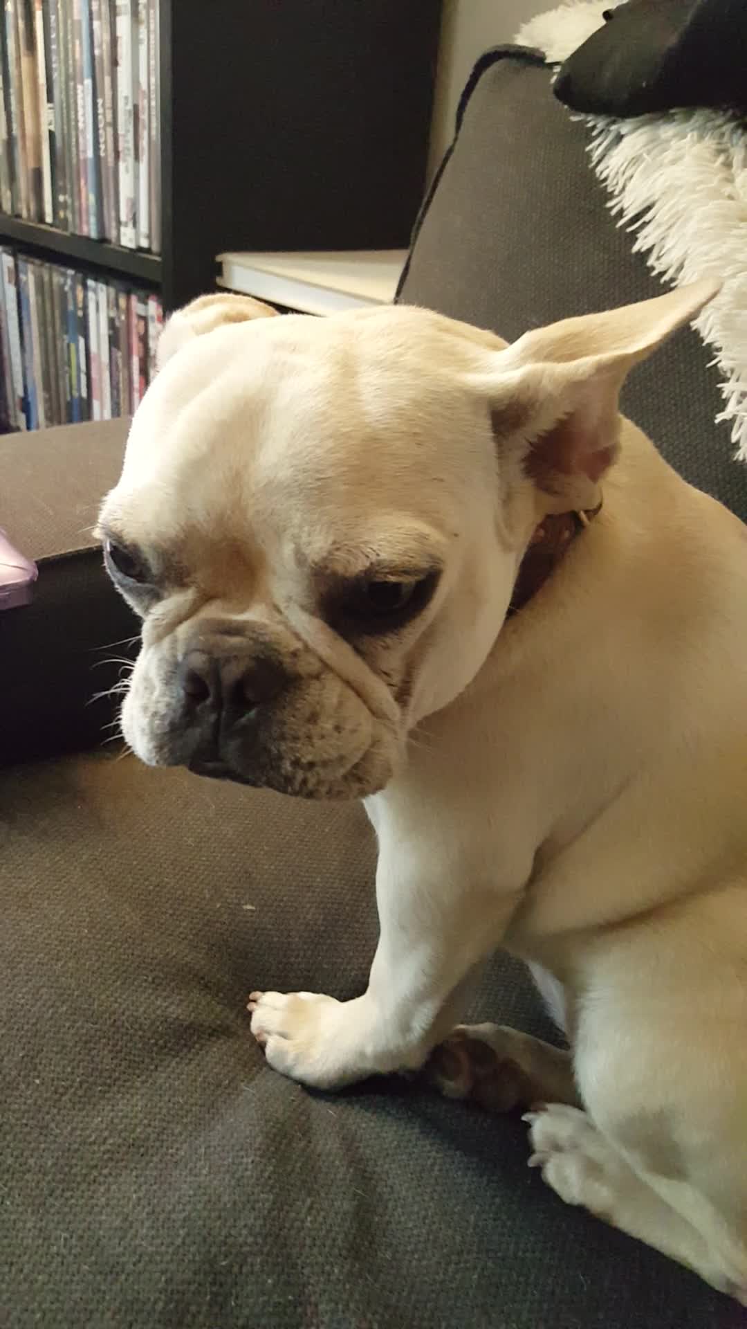 French Bulldog's Guilty Face