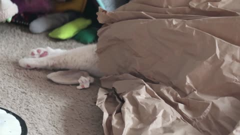Cat disappears into paper
