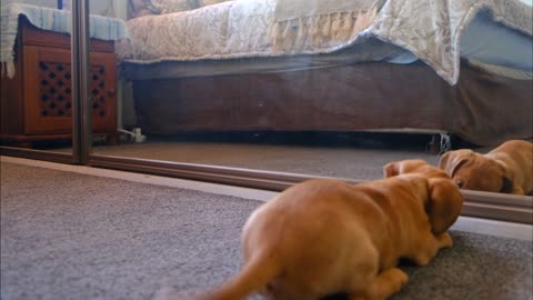 Funny Dog Dancing to see him self in mirror