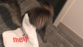 Playful Kitty Tries the Zoomies to Escape Plastic Bag Debacle