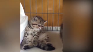 Tiktok cute CAT funny videos