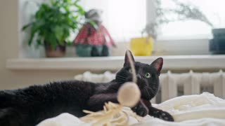 cute black kitten playing