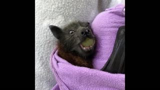Rescued Baby Bats Try New Fruit
