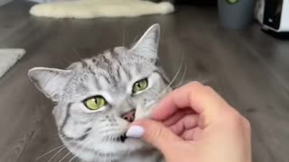 See cat shows action