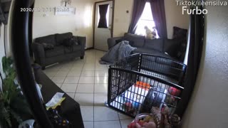 Paranormal Activity caught on Furbo