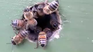 My honey bees