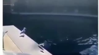 dolphin plays with a seagull