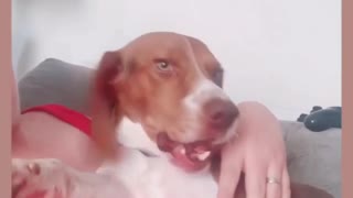 Singing beagle howls along with owner