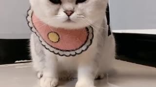 Cat gets a funny massage