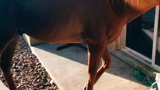 Horse Hangs Around for Morning Feed