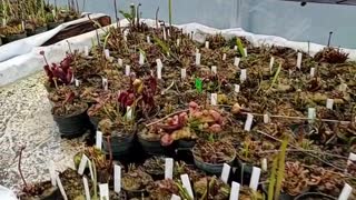 Carnivorous plants preparing for the season