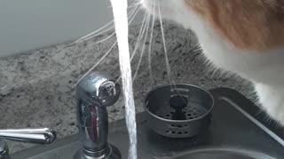 Cat drinking water :)