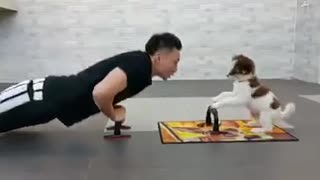 puppy doing exercises