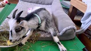 Turn Up The Sound: Rescued Goat Crunches On Corn Chips