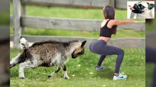 Sheep Running Into People - Funny