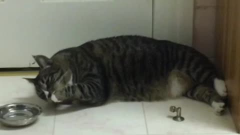 Lazy cat uses paw to drink water