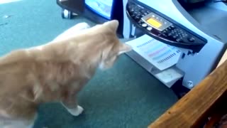 Funny Cat playing with the printer machine