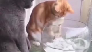 leave the fish alone 😂🤣😹