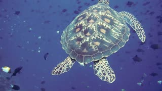 beautiful Turtle in the ocean