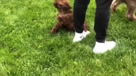 Golden Doodle Puppy Playing