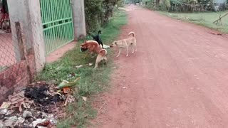 Dog vs Dog boy because Cute Puppy