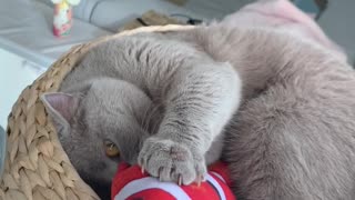 Watch How Sweetly This Cat Plays With His Favorite Toy