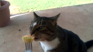 Crazy Cat "LilChit" Loves Cantaloupe