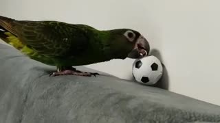 Bird green play football